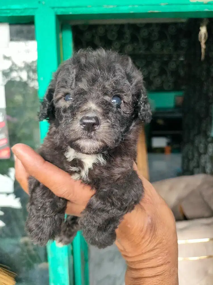Anjing / puppies silver tiny poodle