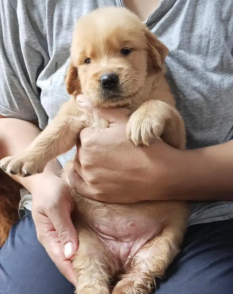 Anjing / puppies golden retriever