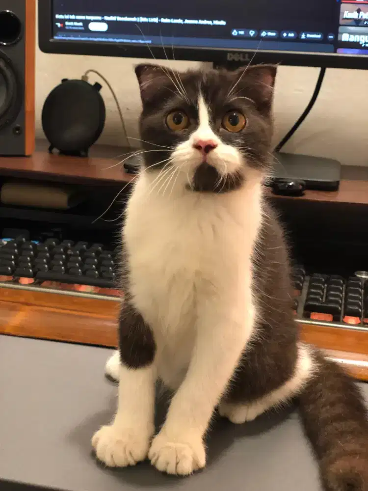 Scottish fold Jantan