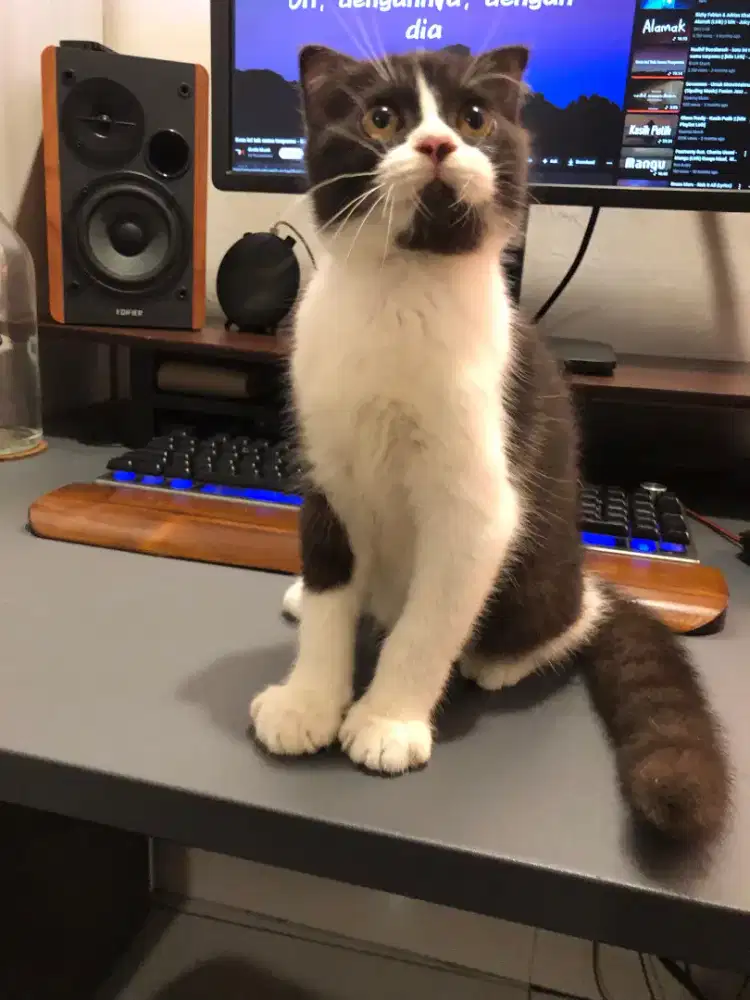 Scottish fold Jantan