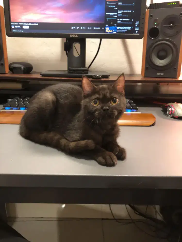 Scottish straight Betina