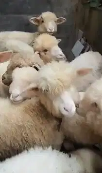 5 ekor bibit anakan domba merino 4 bulanan 1 jantan 4 betina rawatan