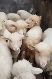 5 ekor bibit anakan domba merino 4 bulanan 1 jantan 4 betina rawatan