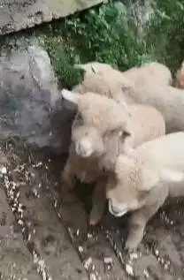 5 ekor bibit anakan domba merino 4 bulanan 1 jantan 4 betina rawatan