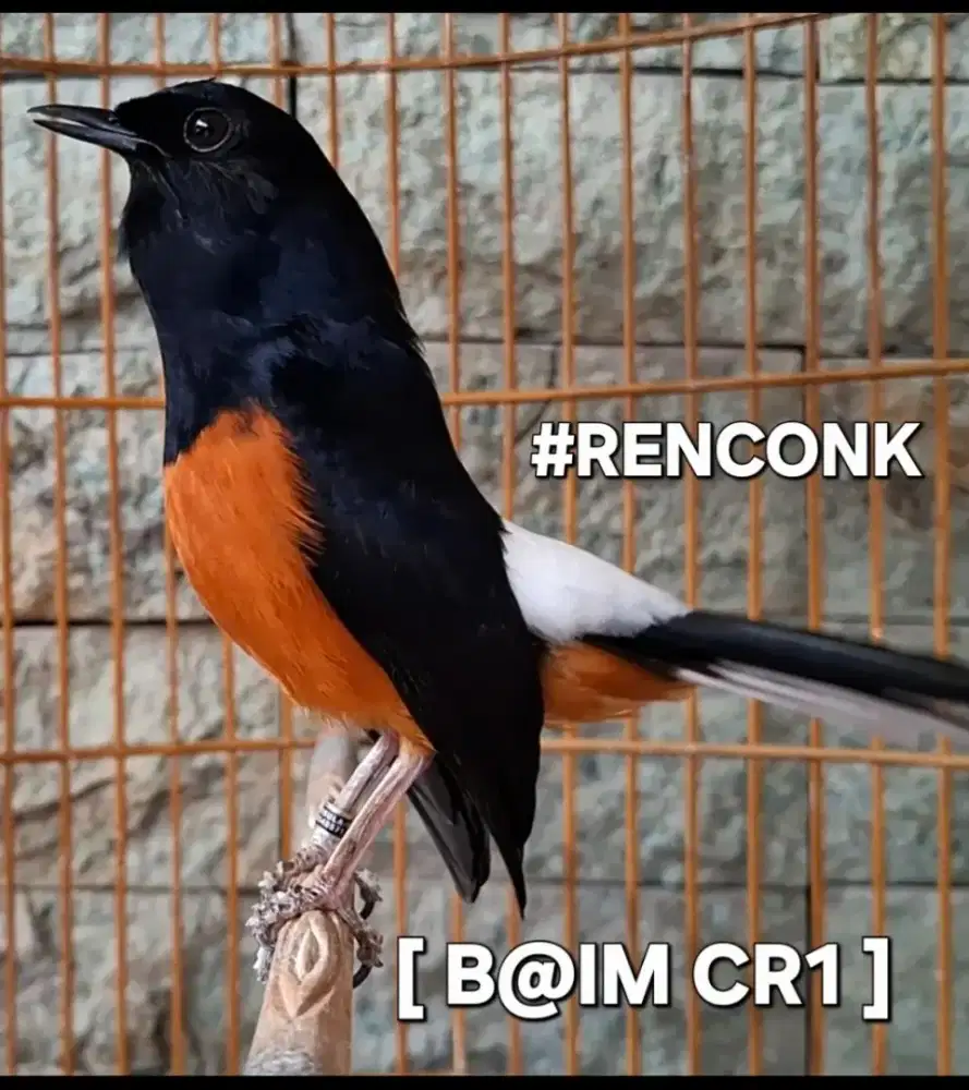 Murai Prestasi BODY JUMBO + EKOR 21 [ MATERI & VOLUME EDAN ] bulu baru