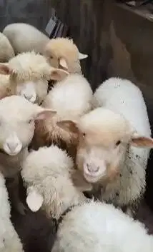 5 ekor cempe anakan domba merino 1 jantan 4 betina 4 bulanan gemesin