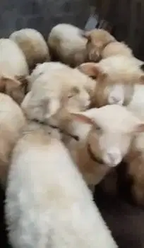 5 ekor cempe anakan domba merino 1 jantan 4 betina 4 bulanan gemesin