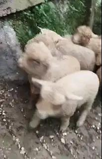 5 ekor cempe anakan domba merino 1 jantan 4 betina 4 bulanan gemesin
