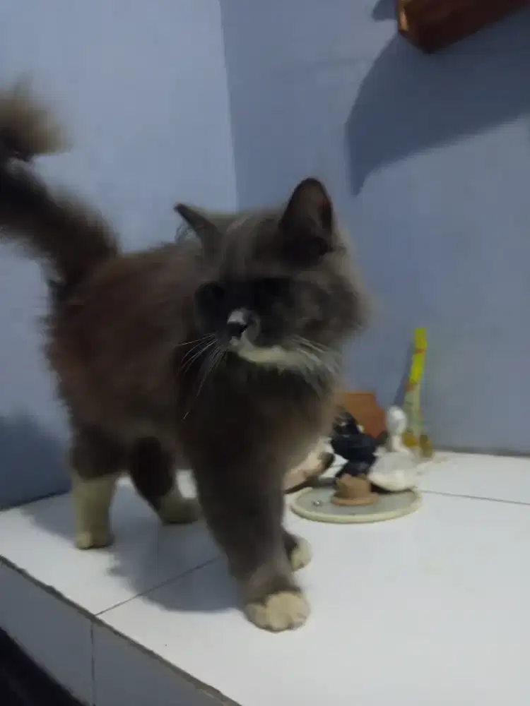 Anabul Kucing Persia Betina