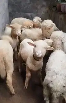 6 ekor anakan bibit domba merino 4 bulanan 2 jantan 4 betina rawatan