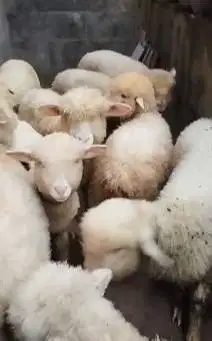 6 ekor anakan bibit domba merino 4 bulanan 2 jantan 4 betina rawatan