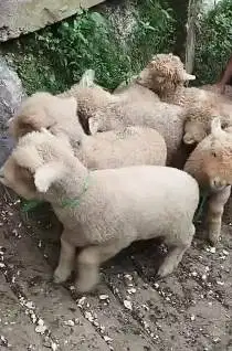 6 ekor anakan bibit domba merino 4 bulanan 2 jantan 4 betina rawatan