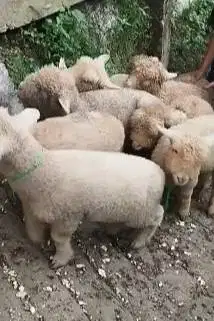 8 ekor anakan cempe domba merino 4 bulanan 2 jantan 6 betina jamin top