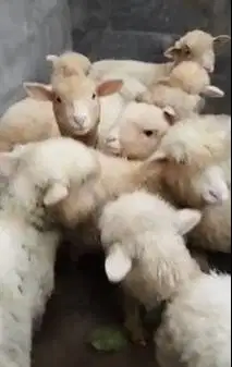 8 ekor anakan cempe domba merino 4 bulanan 2 jantan 6 betina jamin top