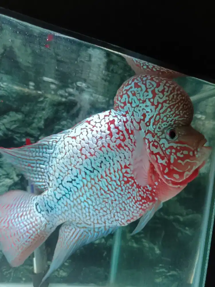 Louhan Kamfa F2 Thailand