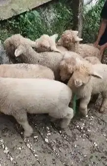 10 ekor anakan bibit domba merino 4 bulanan 2 jantan 8 betina rawatan