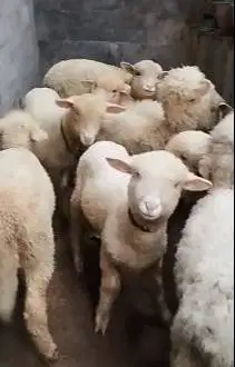 10 ekor anakan bibit domba merino 4 bulanan 2 jantan 8 betina rawatan