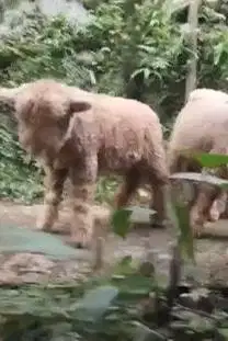 10 ekor anakan bibit domba merino 4 bulanan 2 jantan 8 betina manteb