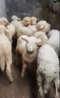 10 ekor anakan bibit domba merino 4 bulanan 2 jantan 8 betina manteb