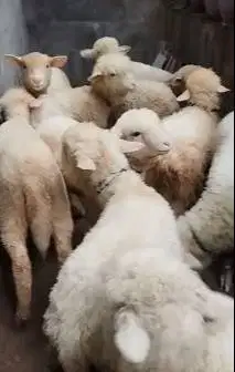 10 ekor anakan bibit domba merino 4 bulanan 2 jantan 8 betina manteb