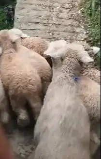 10 ekor anakan bibit cempe domba merino 4 bulanan 2 jantan 8 betina ok