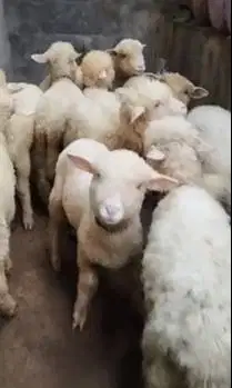 10 ekor anakan bibit cempe domba merino 4 bulanan 2 jantan 8 betina ok