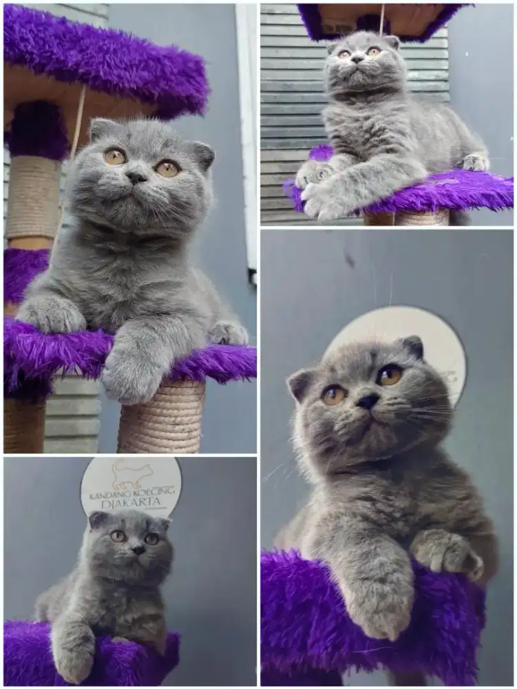 Scotish fold jantan n betina 4bln