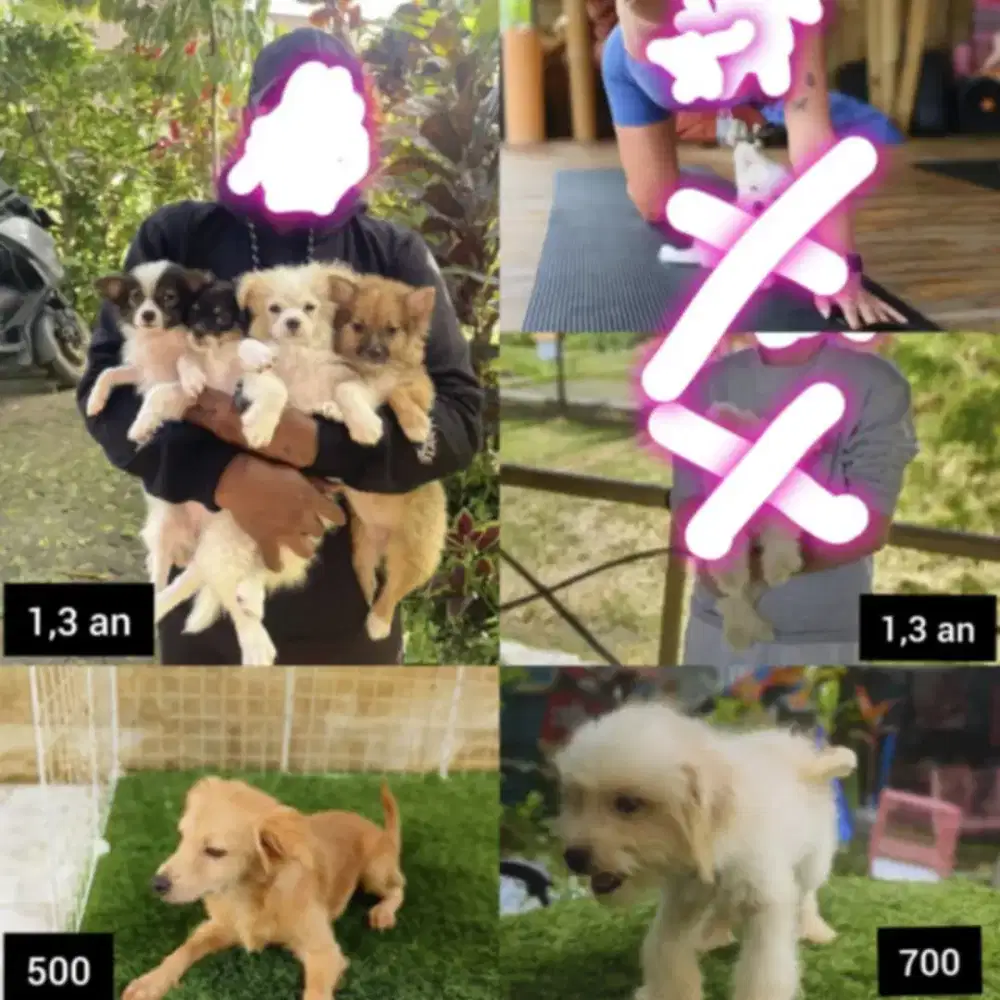 Minipom Shitzu maltise