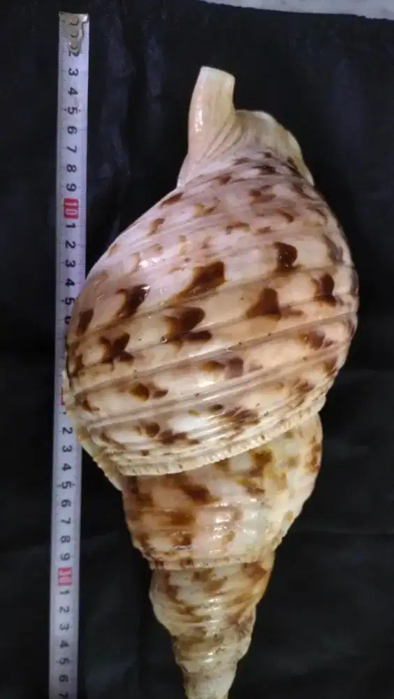 Koleksi cangkang kerang.