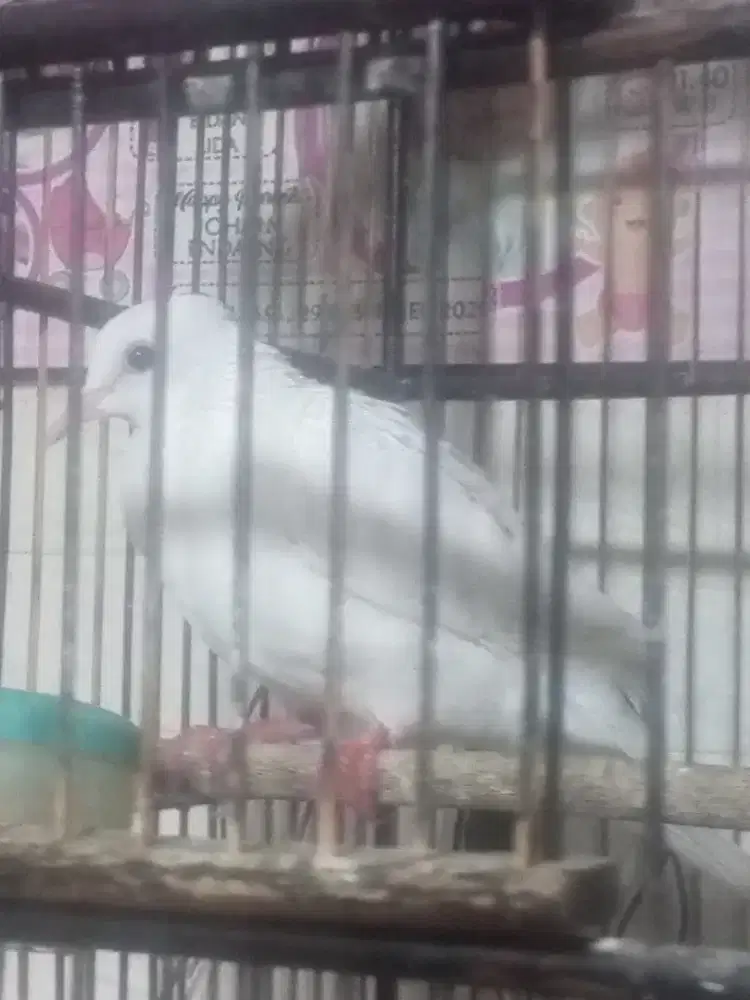 Burung Tikukur putih