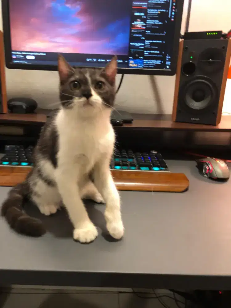 Scottish straight Betina