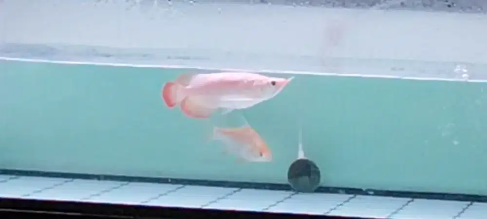 AROWANA SUPER RED SHORT BODY