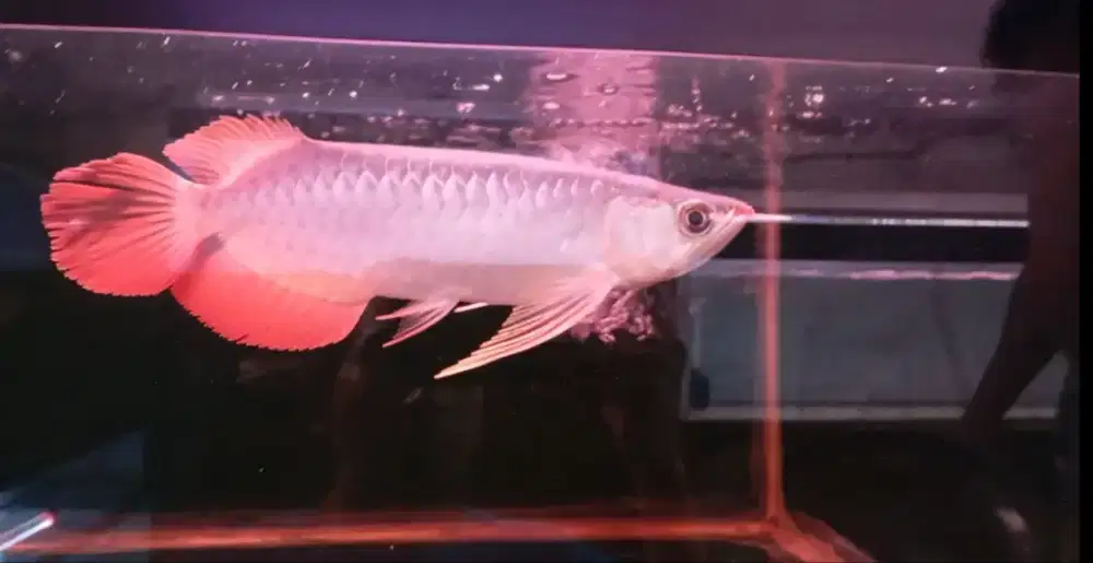 Arwana super red 25cm