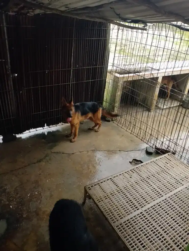 Anjing Herder Betina