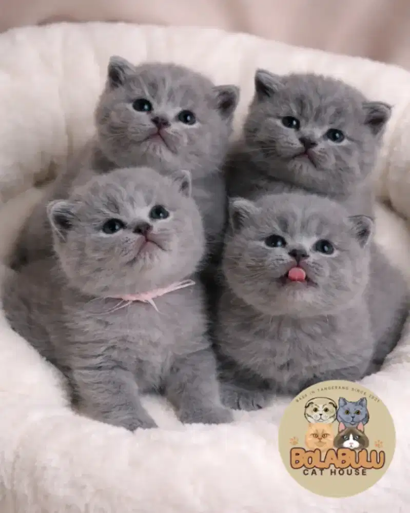 Open Booking BSH Kitten