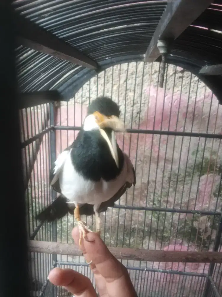 Jual burung jalak suren Jawa gacor garung