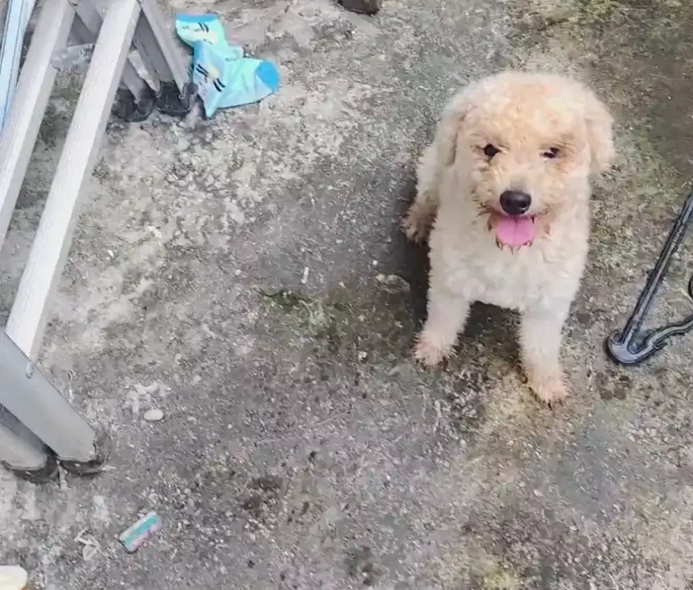 dijual anjing poodle jantan 1tahun 3bulan