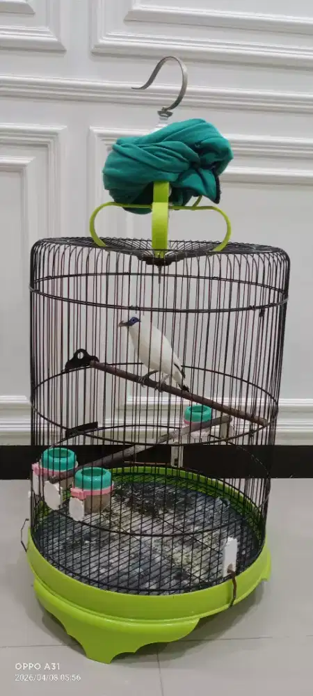 Burung fulset jinak deker