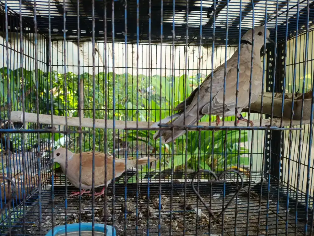 Burung Puter ada dua pasang