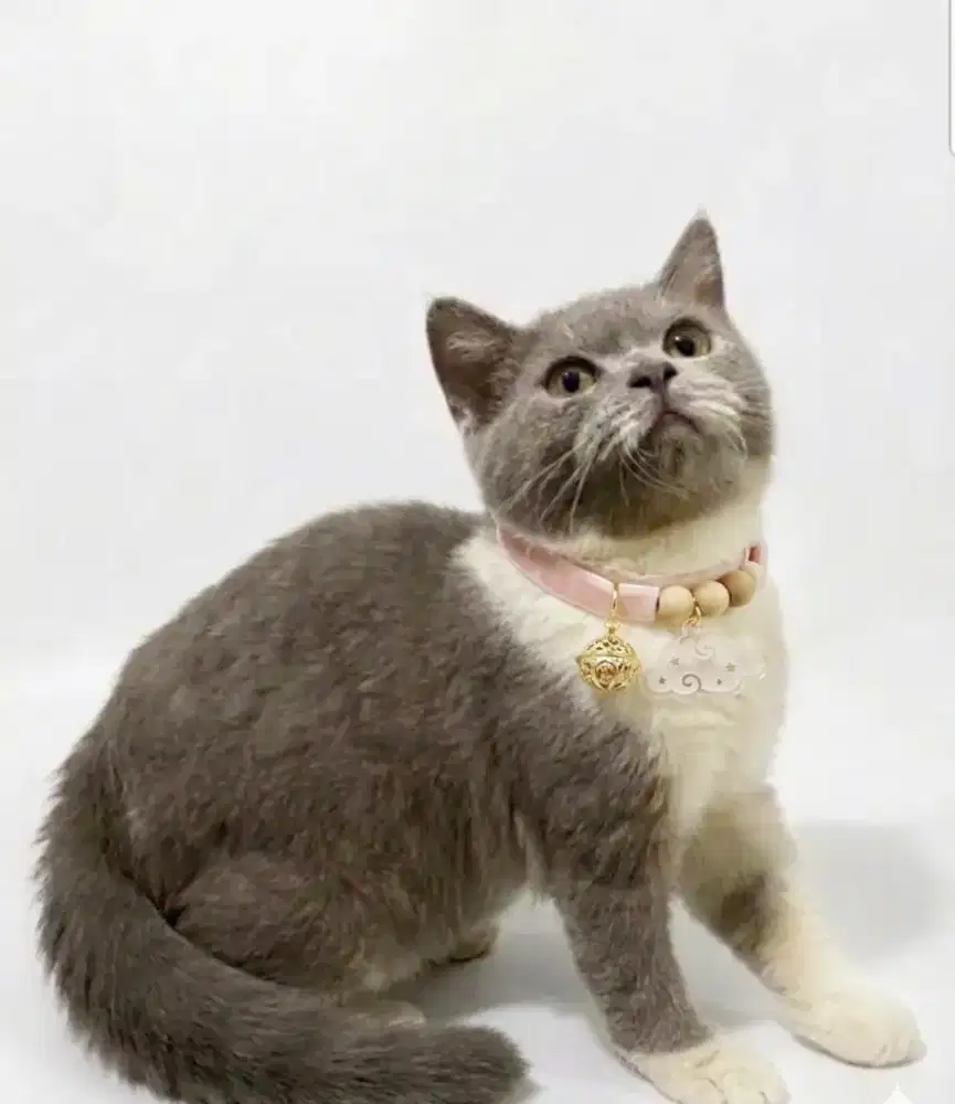 BSH Bico Lilac Jantan Line Ped Ica