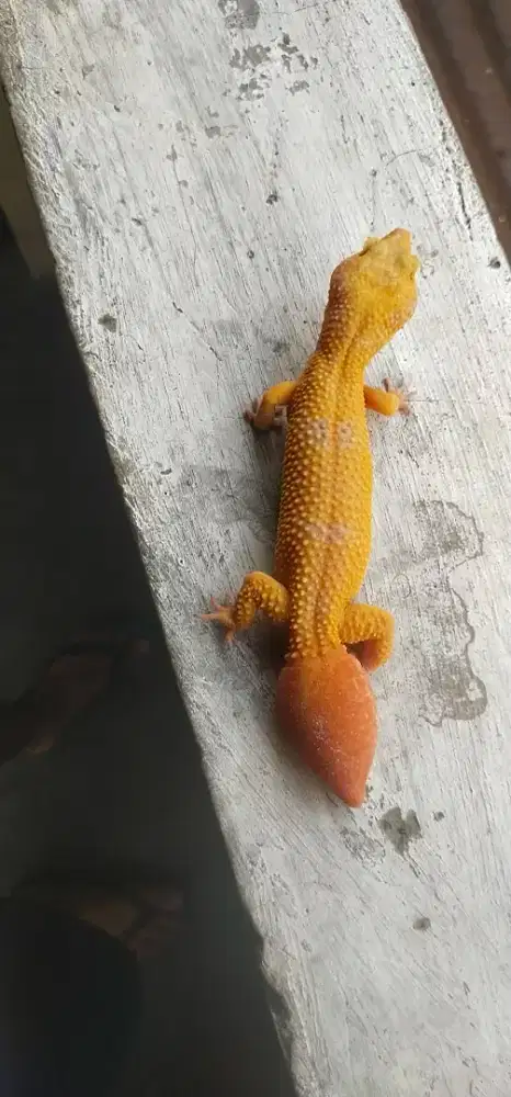 Gecko female sunglow