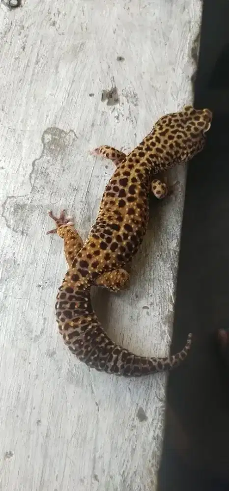 Leopard gecko macksnow male