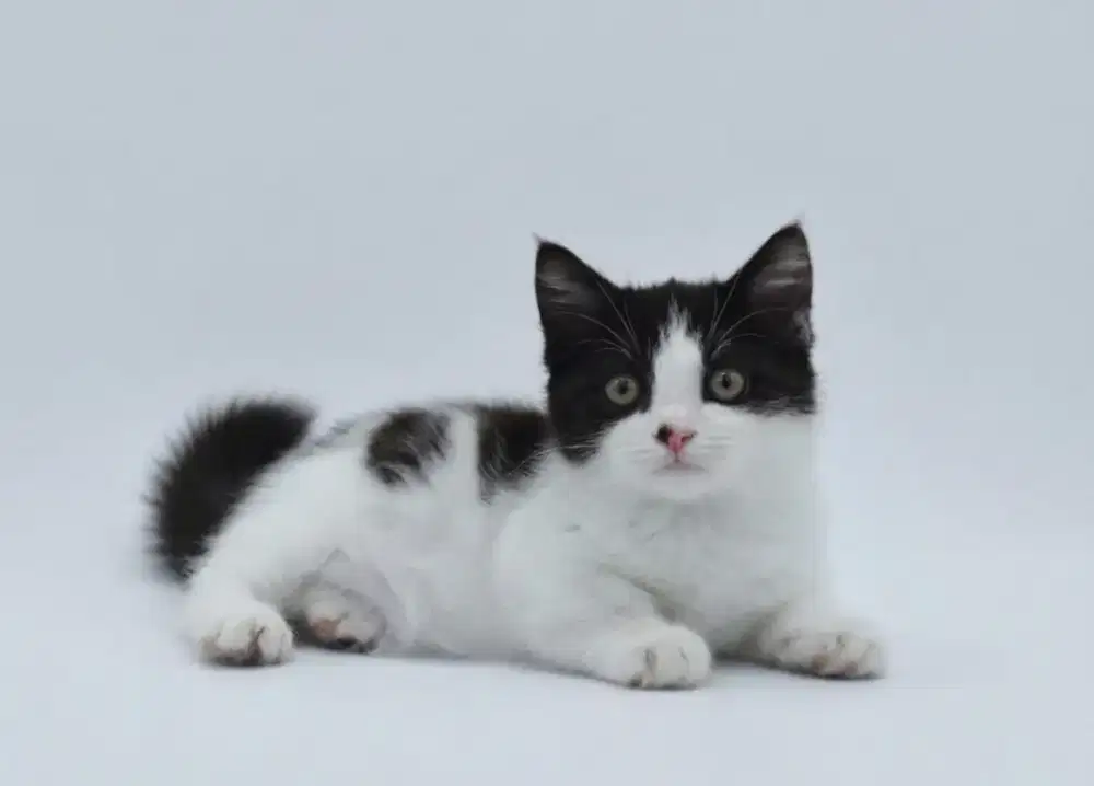 Munchkin BSH Bicolor Harlequeen Jantan