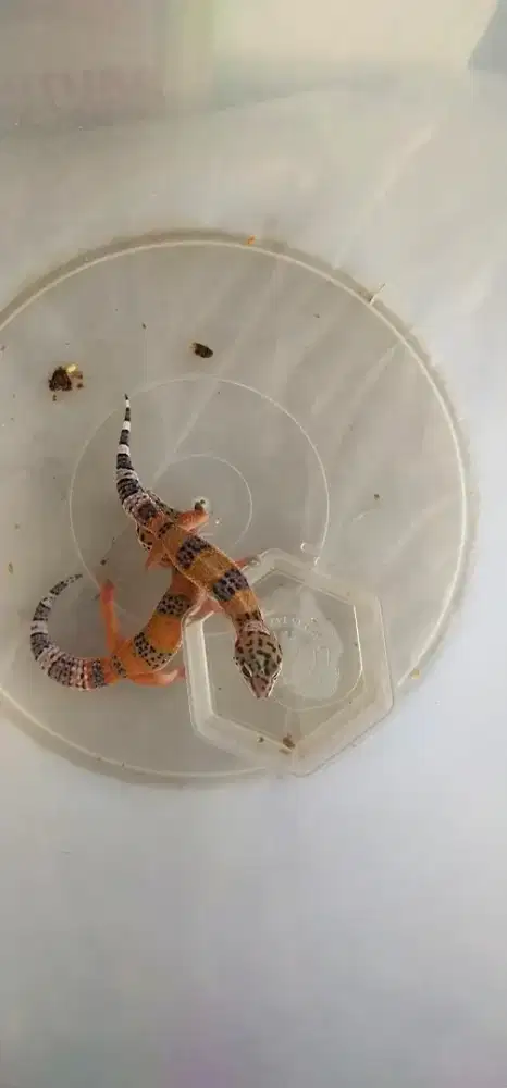 Leopard gecko bby gecko