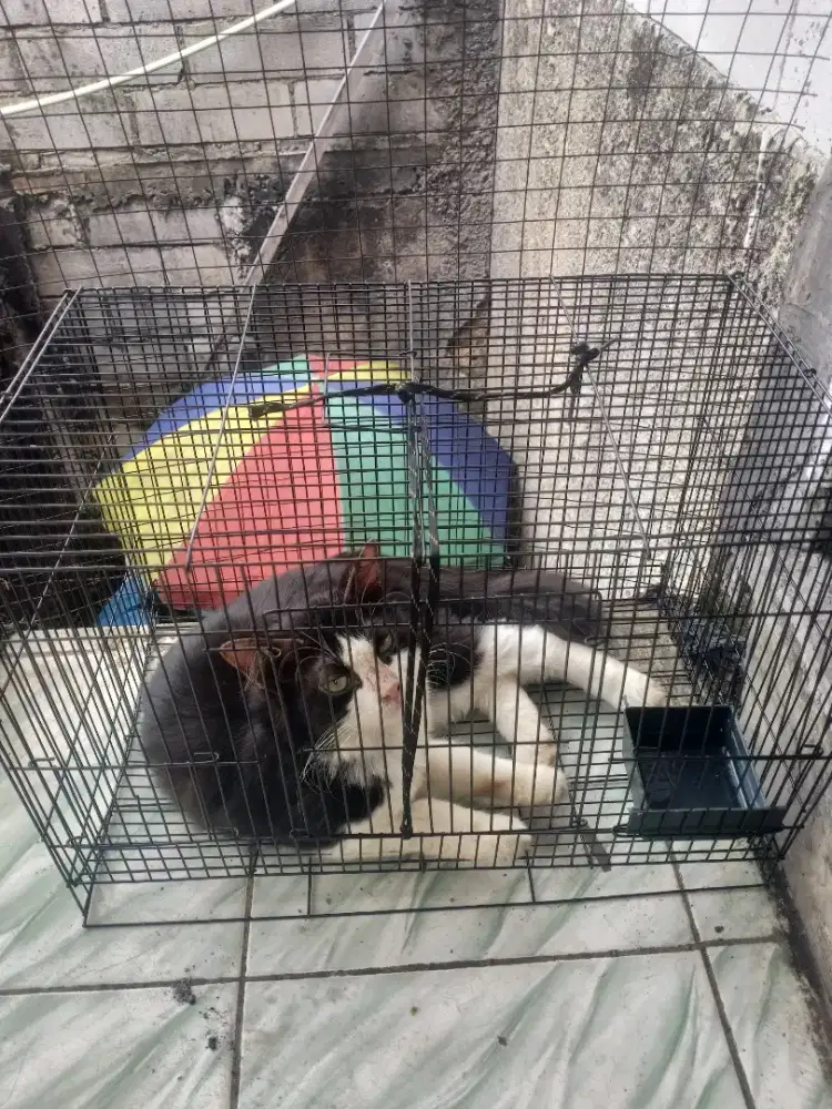 Kucing anggora warna hitam