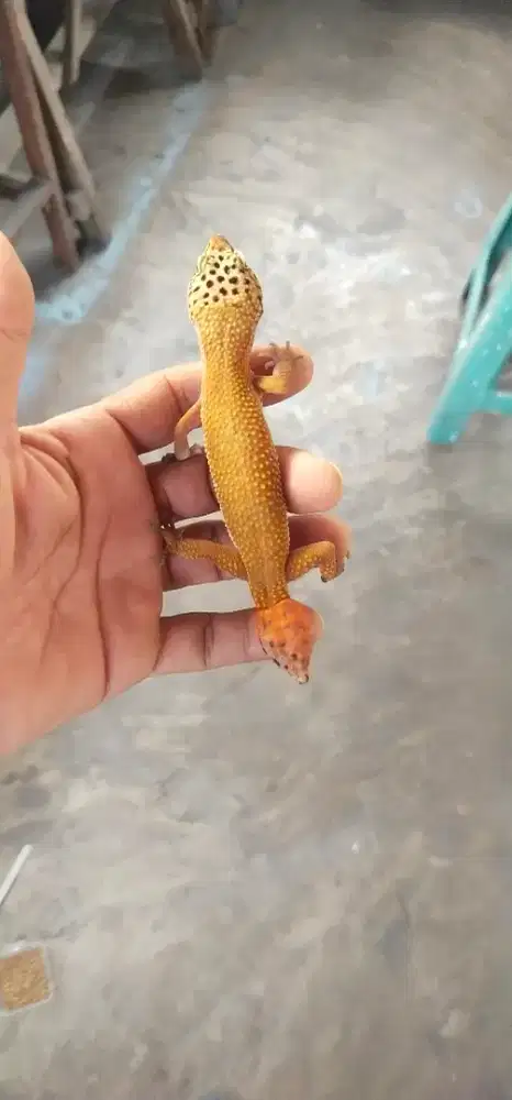 Leopard gecko utk peliharaan