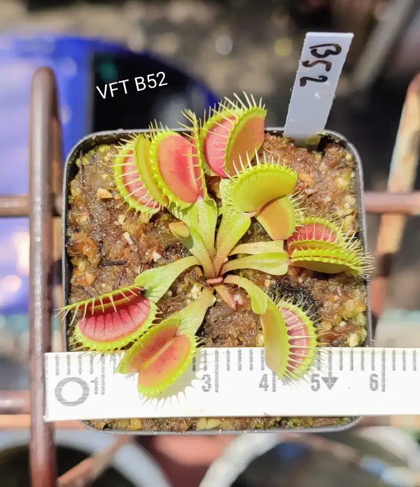 Venus Flytrap B52