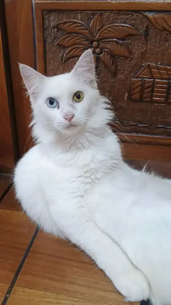 Kucing Persia mix mainecoon