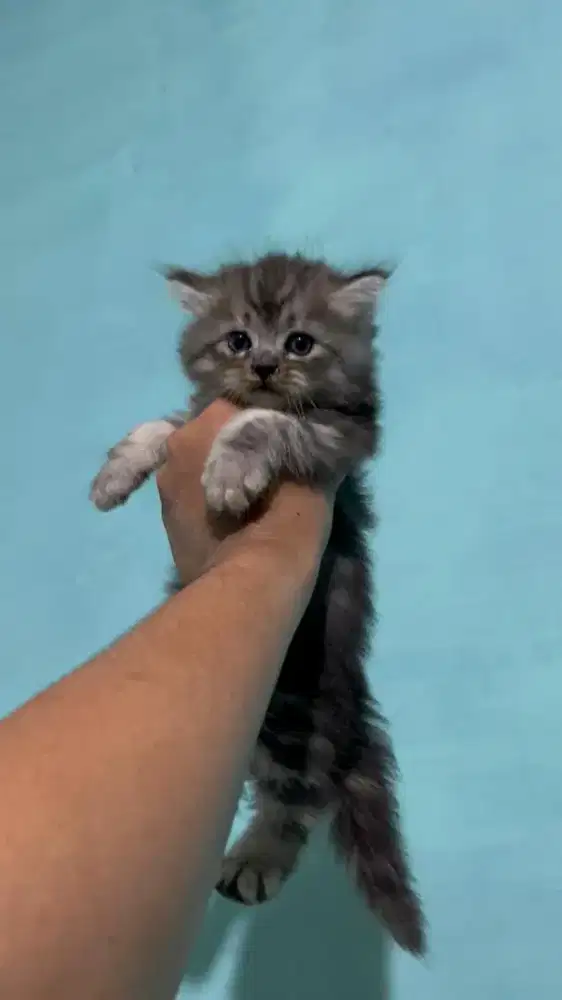 Kitten Himalaya mix ragdoll & persia