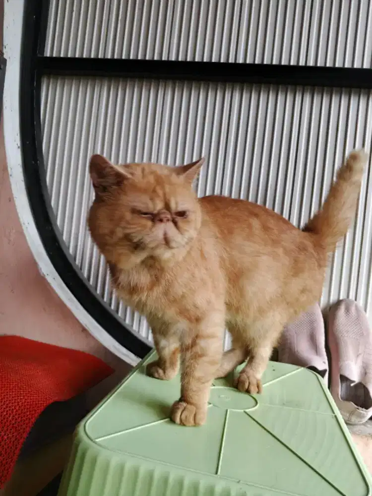 Kucing Persia peaknose